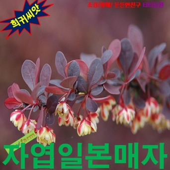 상세정보확인 (나무씨앗) 자엽일본매자 5립
