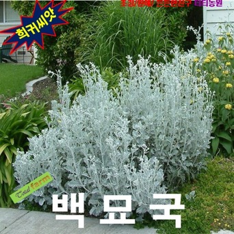 (희귀씨앗) 백묘국(Dusty Miller) 25립