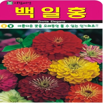 아름다운 꽃을 오랫동안 볼 수 있는 인기화초 백일홍 대포장 1L